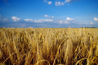 The Boomerang Effect of the Russia - Ukraine Conflict on the Wheat Supply Chain